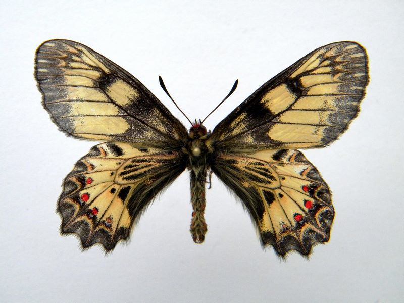 Zerynthia polyxena (coldshock maybe) (Internet Image property of respective owner, non-commercial use only)